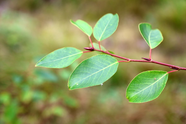 Närbild på gren av poppel. Foto.