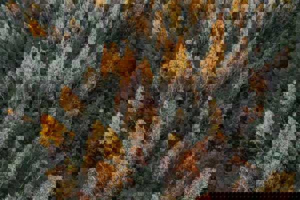 Blandskog från drönarvy. Foto.