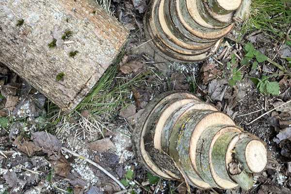 Vedbit och staplade trissor av poppel. Foto.