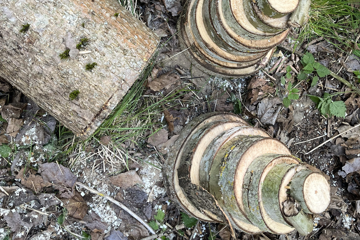 Vedbit och staplade trissor av poppel. Foto.