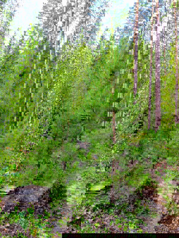 Yngre och äldre träd av tall, gran och björk, Foto.