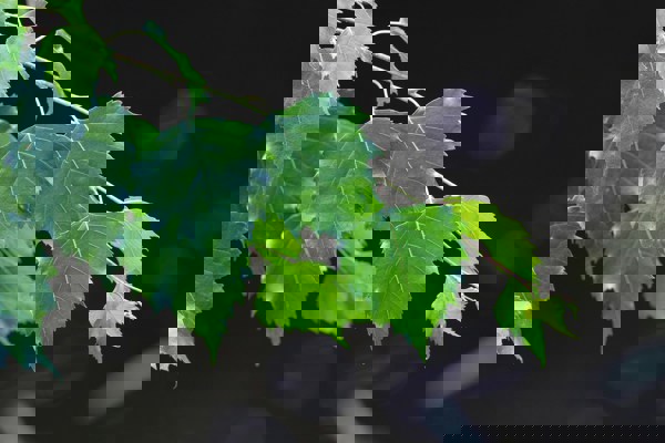 Björkblad ovanför mörkt vatten. Foto.