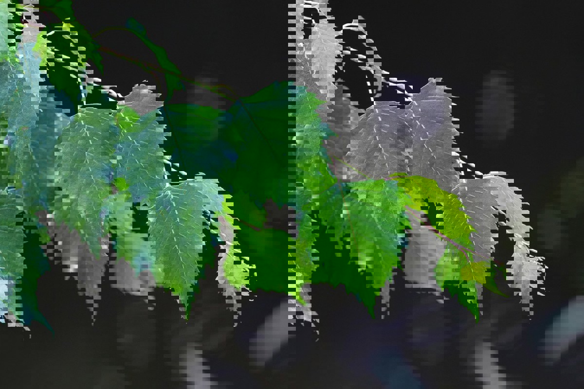 Björkblad ovanför mörkt vatten. Foto.