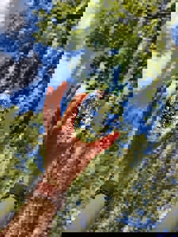 Person håller i glasglob som reflekterar lövskog i solsken i bakgrunden. Foto.