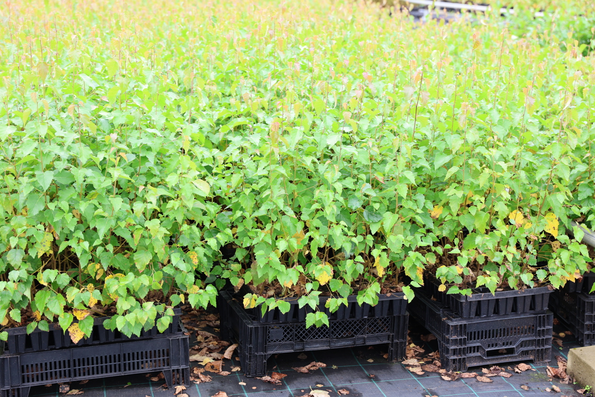 Björkplantor i krukor. Foto.