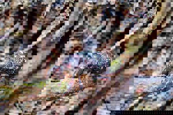 Skalbagge på trädplanta. Foto.