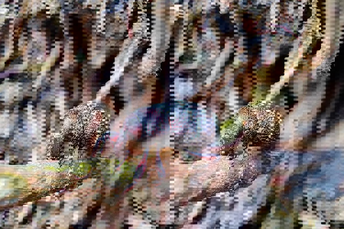 Beetle on birch seedling. Photo.