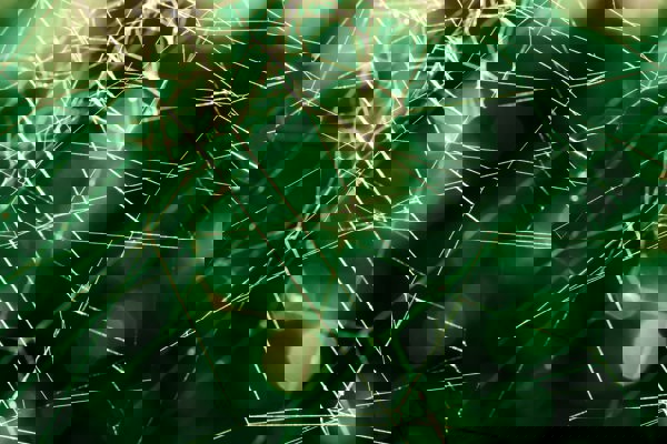 Spider web in front of greenery. Photo.