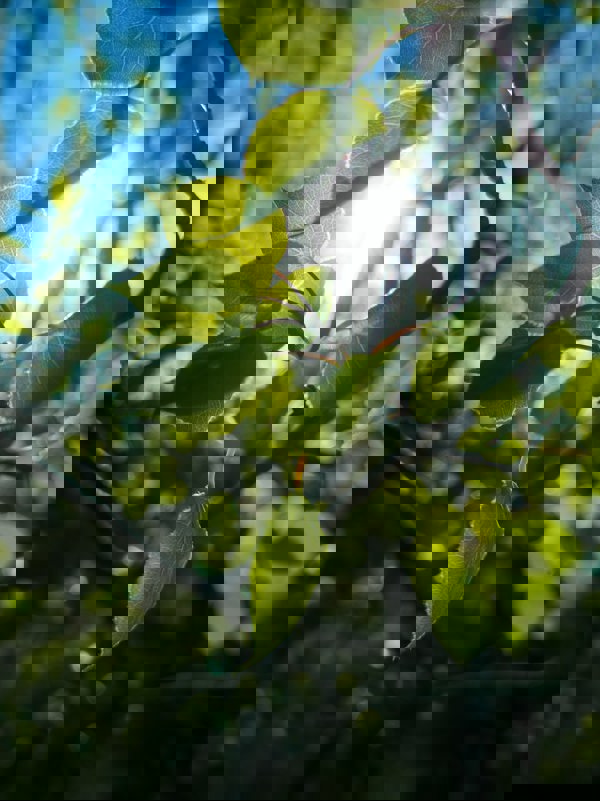 Poppelblad i sol. Foto.