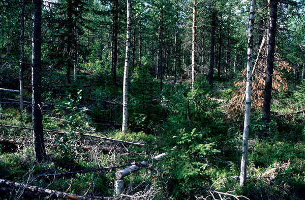 Gallrad blandskog. Foto.