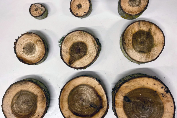 Trissor av trä. Foto.