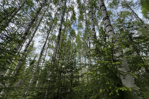 Skog med björk och gran. Foto.