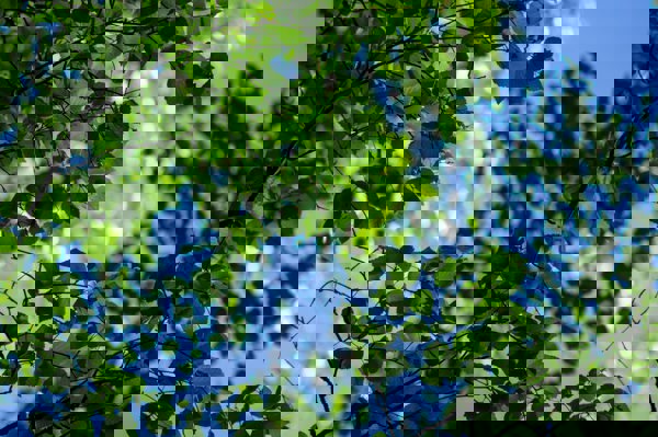 Björklöv mot solig himmel, fotat underifrån. Foto.