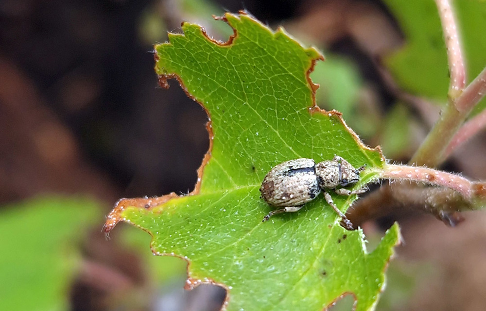 Beetle on birch leave. Photo.