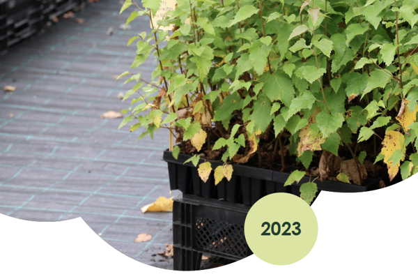 Bild på björkplantor i kruka med grafik med siffran 2023. Foto och illustration.