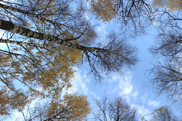 Björkträd mot blå himmel. Foto.