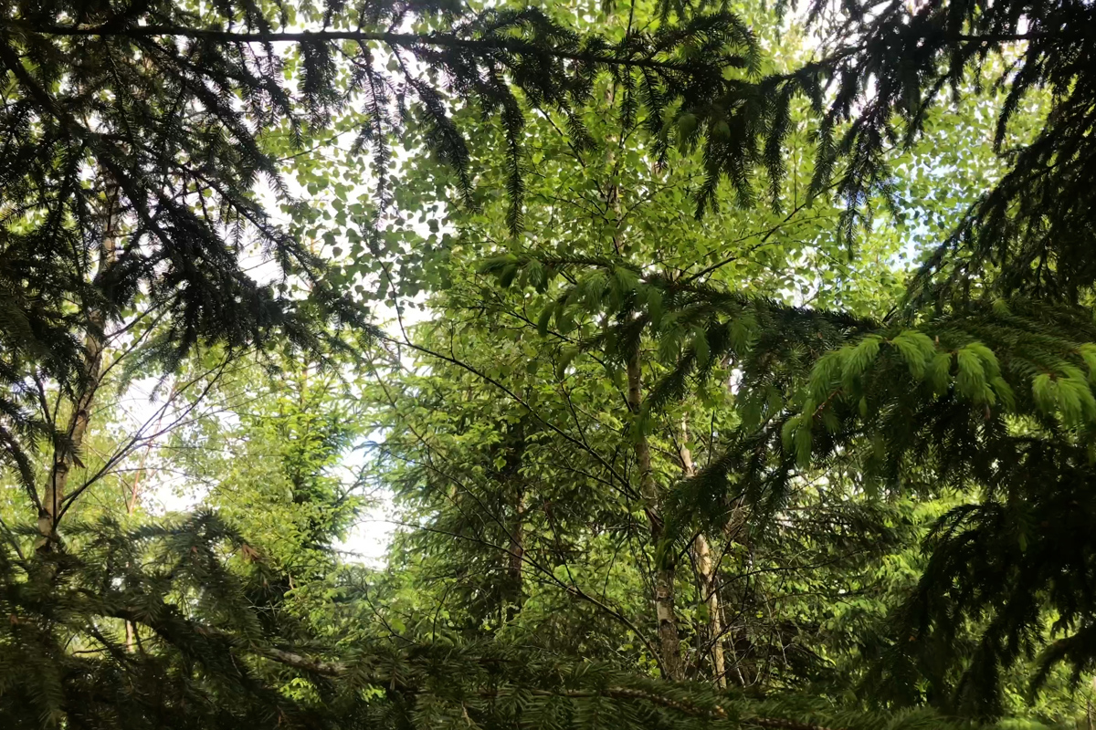 Blandskog med gran och björk. Foto.